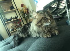 Siberian