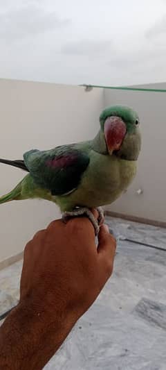 raw parrot