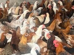 golden misri | desi hens |murghi |golden misri pathi 4 month | chicks