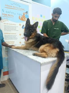 pink pedigree German shepherd male