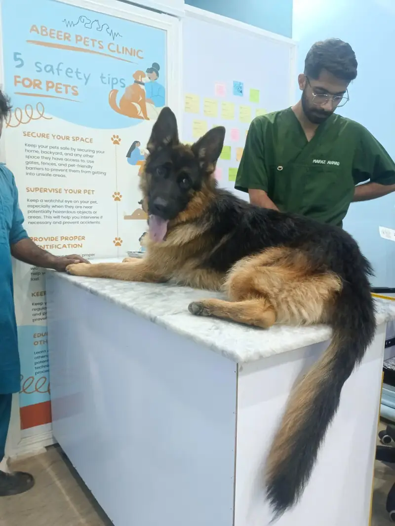 pink pedigree German shepherd male — photo 2