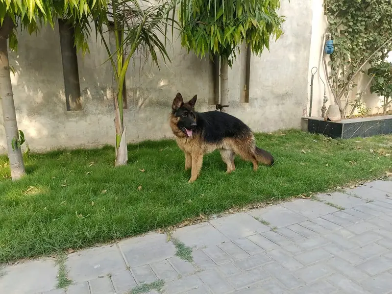 pink pedigree German shepherd male — photo 3
