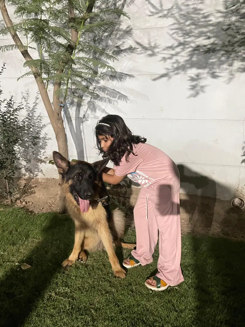 pink pedigree German shepherd male — photo 4