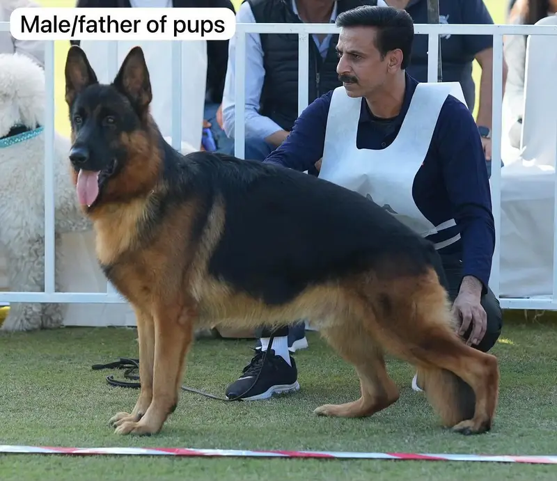 pink pedigree German shepherd male — photo 5