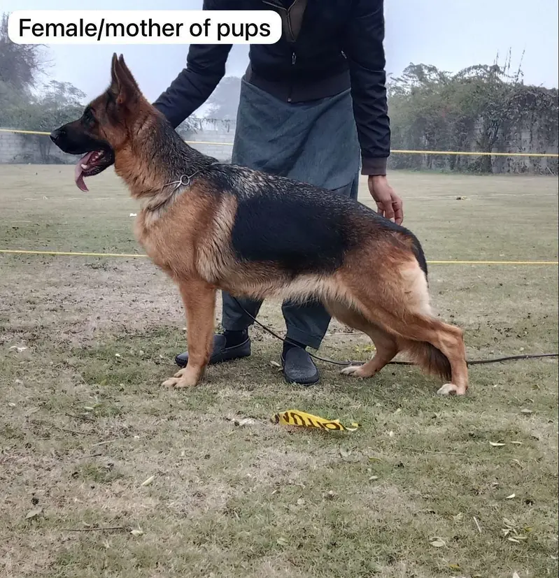 pink pedigree German shepherd male — photo 6