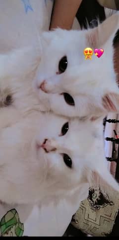 pair of  cats white clr 7 months age