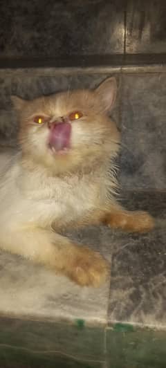 Persian