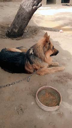 Dog German Shepherd