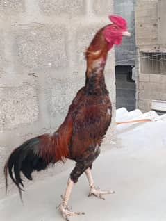 Aseel home breeder