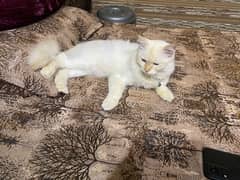 persian Kitten |Punch face |persian cat |cute |tripple Coad |fluffy