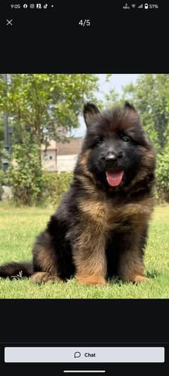 German shepherd Dogs My WhatsApp 03038430702