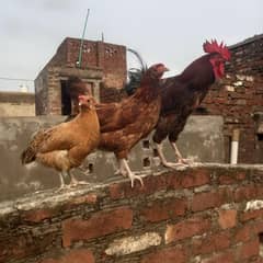 2 female or 1 male hens