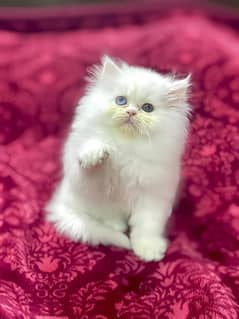 Persian cat My WhatsApp 03038430702