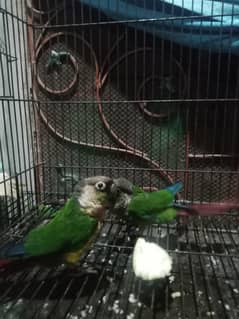 Parrots /  sun conure Parrot  / conure  Parrot  / طوطے