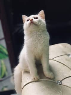 Cat baby