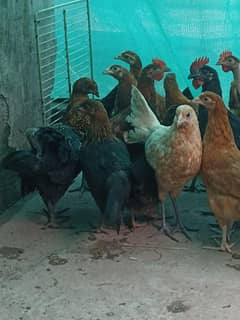 desi & golden misri mix  healhy & active old weight 650gram se 450