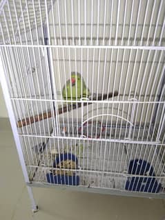 Urgent Parrot for sale