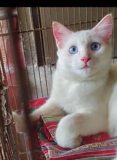 Male Cat 5 months