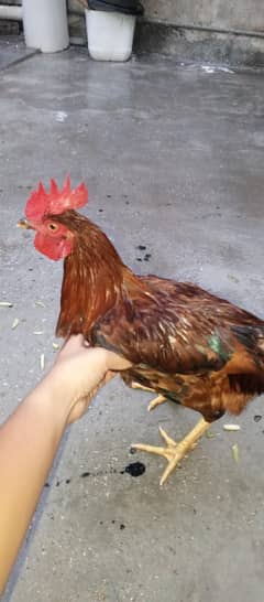 Desi Murga