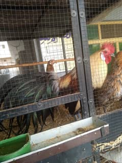 phoenix fertile eggs available