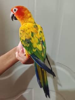 sun conure 03130438090 Whatsapp