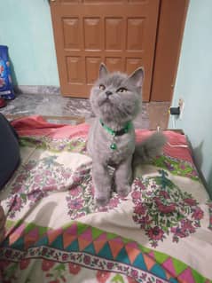 grey triple coated persian cat