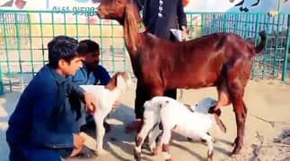 Desi Bakri 3 Bacchon Ke Sath For Sale WhatsApp 0324,6989,674