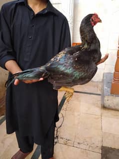 java aseel murga for sale