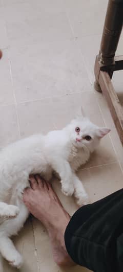 friendly Cat so beautiful