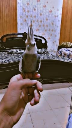 handtame Gray clouds singing  number 03291837071