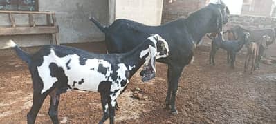 Betal bakri with female kids