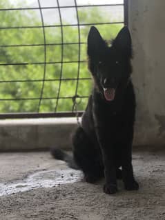Germen shepherd Black male