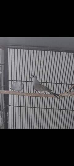 dark red Diamond dove pair