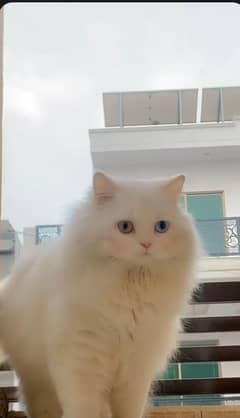 pure