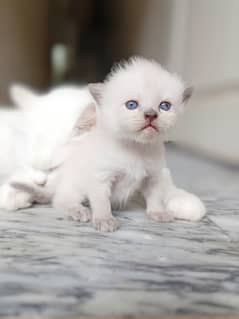 ( kitten) persion cats babies