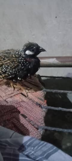 male