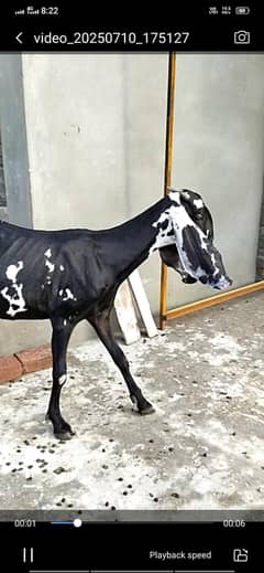 Dogli bakri
