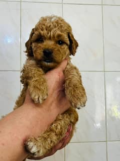 Poodle
