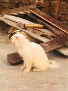 Persian male for sale