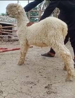 Pure Mundra Chatra Goat