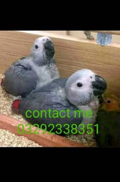 African grey parrot for sale 03292338351