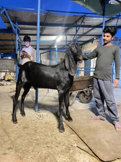 Kheera beetal breeder