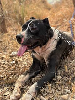 bully kutta
