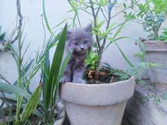Persian
