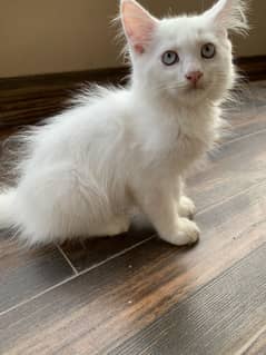 Persian