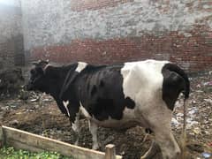 Ghar ki cow ha jis bhai nay layni ha is number 0/3/2/2/1/0/8/7/5/9/0