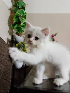 Triple-Coated Persian Kitten with Accessories
