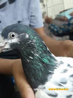 taddy pure kabotar
