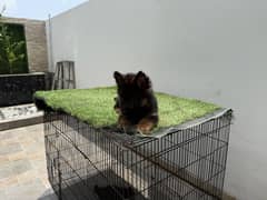 Longs highly pedigree pups