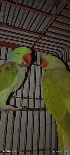 Raw Parrot Kashimri breader pair